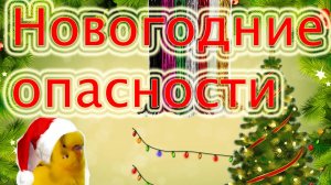 Какие новогодние украшения опасны попугайчикам!? Новогодние опасности попугаям! С РОЖДЕСТВОМ!