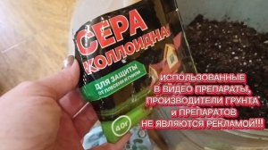 Что делать с полуфабрикатом крупнолистной гортензии в январе?! 06.01.2025