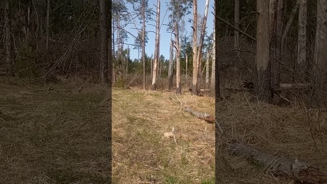 полуствольный лес смотреть онлайн