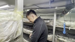 БИЗНЕС У КИРИЛЛА В ТАШКЕНТЕ / ПОДВАЛ ПРИНОСИТ ПРИБЫЛЬ / ГРИБЫ ШАМПИНЬОНЫ