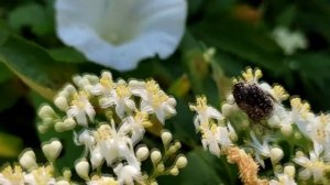 Подсмотрено у природы.  Двое за одним столом.