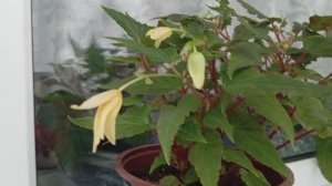 Бегония Боливийская Груви  Мелло Йеллоу (Begonia Boliviensis Groovy Mello Yellow)