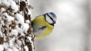 Большие СИНИЦЫ, ЛАЗОРЕВКИ и ВОРОБЬИ. 05.01.2025. Кормушки в Подмосковье.