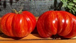 Супер крупноплодный ТОМАТ Древнее сердце из Акви Терме