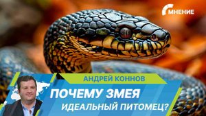 Змея в доме: что нужно для содержания чешуйчатого питомца?