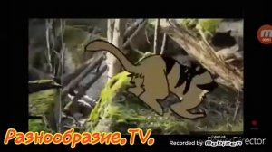 История как умер Звездоцап 😭