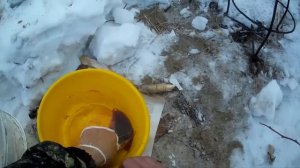 Коптим рыбу..., Бурятия .Селенга 03.02.2018