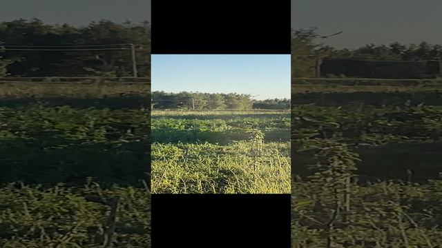 Птицы