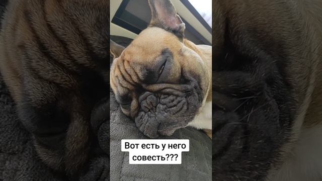 Совести у него нет