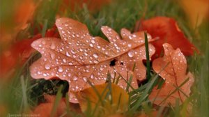 Музыка дождя. Звук дождя. Шум дождя. Шум падающих капель на осенние листья.