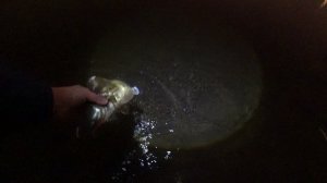 Рыбалка Москва река, зимний спиннинг 15.12.2024