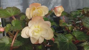 Бегония Душистая Фолс Лемон(Begonia Fragrant  Falls Lemon)