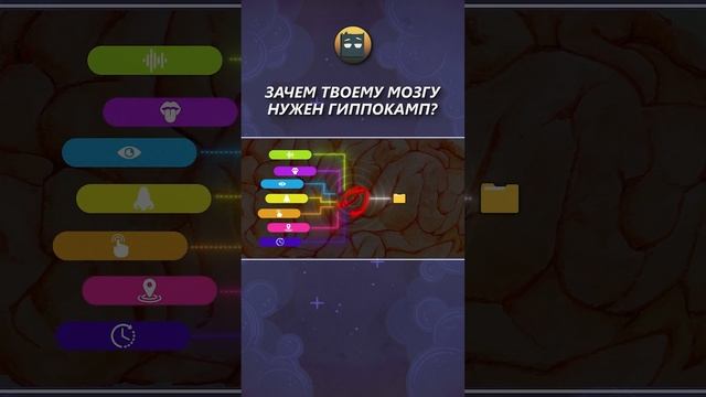 Зачем нужен гиппокамп? смотреть онлайн