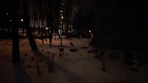 Лисичка 2025