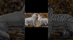 История Урагана(по просьбе Kotyvoils)/Коты-воители
