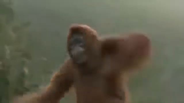 Смешная обезьяна