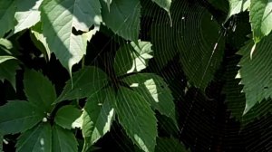 Оранжевый паук-крестовик мраморный (паук-тыква) сплёл идеальную паутину! Подсмотрено у природы.