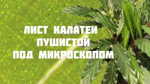 Лист Калатеи пушистой под микроскопом| Устьице| Хлоропласты| Микроскоп| Лист под микроскопом