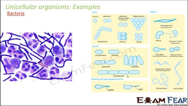 Biology Cell Unit of Life part 5 (Unicellular, multicellular organisms) CBSE class 11 XI смотреть онлайн
