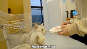 猫咪为了吃可以有多卑微?用纸箱来做各种测试!