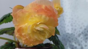 Бегония Санни Дей F1 Сорбет (Begonia Sunny Day F1 Sorbet)