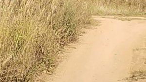 чудо птица скороход