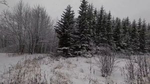 Камчатка. Зимушка зима и белки. #Камчатка#снег#белки.