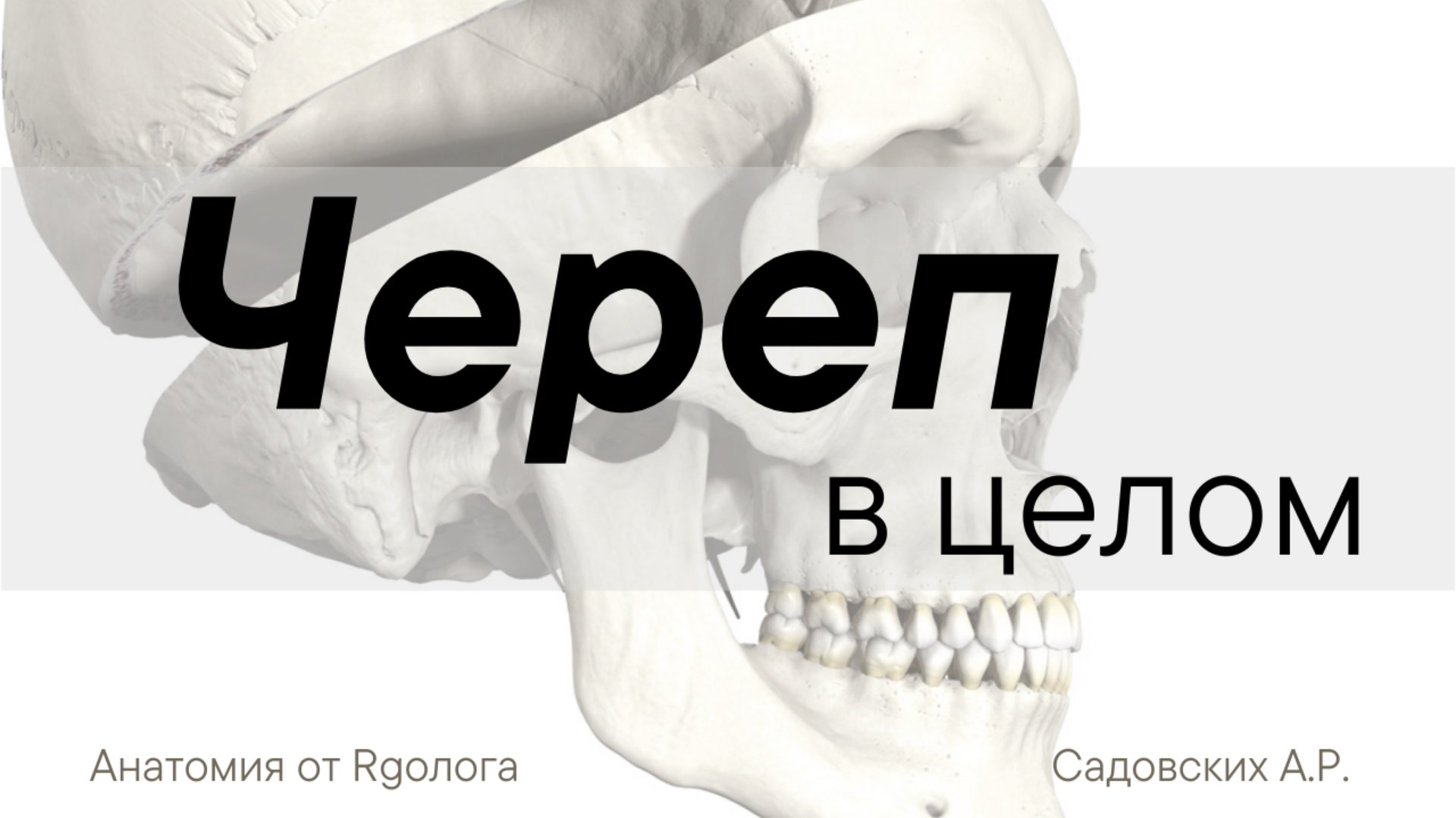 Часть 2. Наружное и внутреннее основания черепа смотреть онлайн