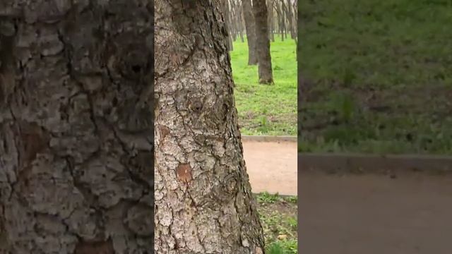 Ессентуки. #белочка смотреть онлайн