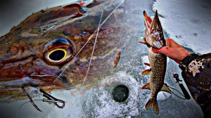 ЗИМНЯЯ РЫБАЛКА 2025 / НОВОГОДНЯЯ ЩУКА КЛЮЁТ ОДНА ЗА ОДНОЙ