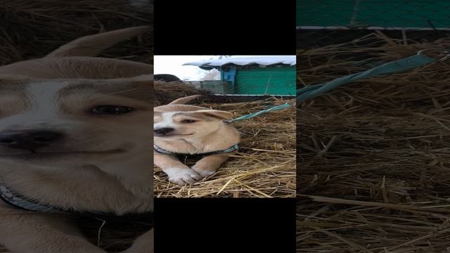 Бэлла