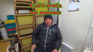 СЛЁТ ПЧЁЛ НА ПАСЕКЕ, ВИНОВНЫ ЛИ ОСЫ 2 Часть.