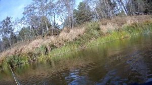 Нахлыстовая осень На Мологе Часть 2