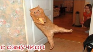 Приколы с котами!-- С ОЗВУЧКОЙ! Смешные коты и собаки 2025! Самые смешные животные! Тест на психику