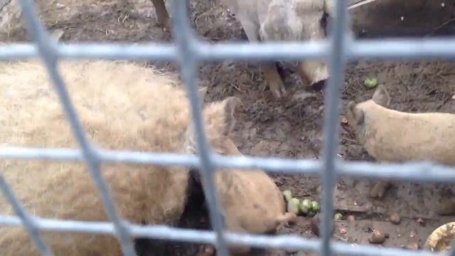 Венгерская мангалица смотреть онлайн