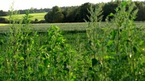 подманивание косули на манок