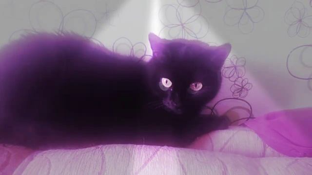 моё видео любимые питомцы смотреть онлайн