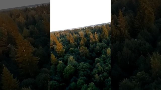 COMPRESS_1724350308585.mp4