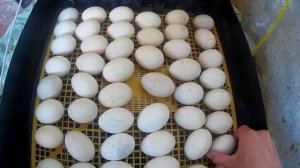 Инкубация мускусных уток.  Первый проклев яиц.