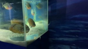 Зимний Геленджик. Парк Олимп, виды с канатной дороги и зоопарк.