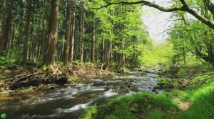 Расслабляющая фортепианная музыка 🌿Послушайте эту музыку, и вы почувствуете себя лучше!...