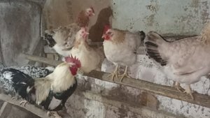 Яйценосткость кур в зимний период,как этого добиться.