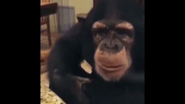 Я ВОТ ДУМАЮ 8K 60FPS🐵🐵🐵