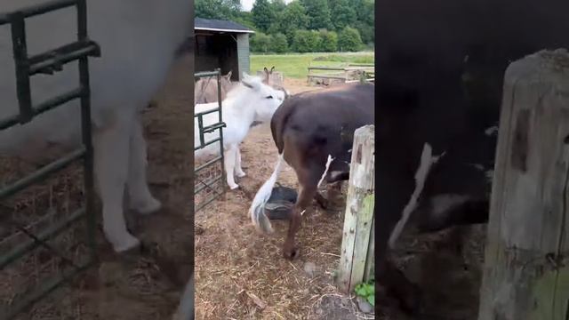 Friday 24th June 2022 farm highlights featuring the animals of Caenhillcc #24june2022 #farmlife смотреть онлайн