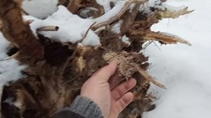 Лживая нодья Максима Медведева