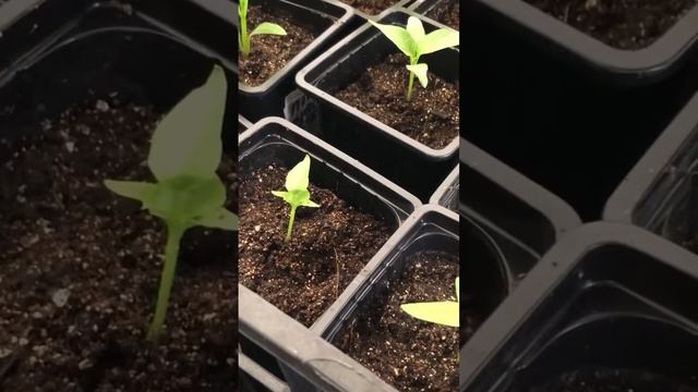 Ночью было -1 . Как чувствует себя рассада#рассадавтеплице#рассада