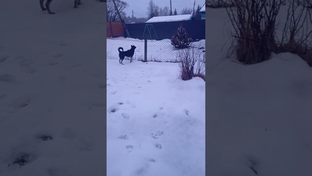 Елку увидел смотреть онлайн