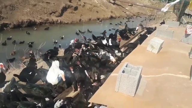 1000 ДОНА ИНДОУТКИ БИЗНЕСИ БИЛАН ЯНА БИР БОР ТАНИШИНГ смотреть онлайн