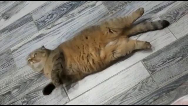 Буся.Пропала котлета. смотреть онлайн