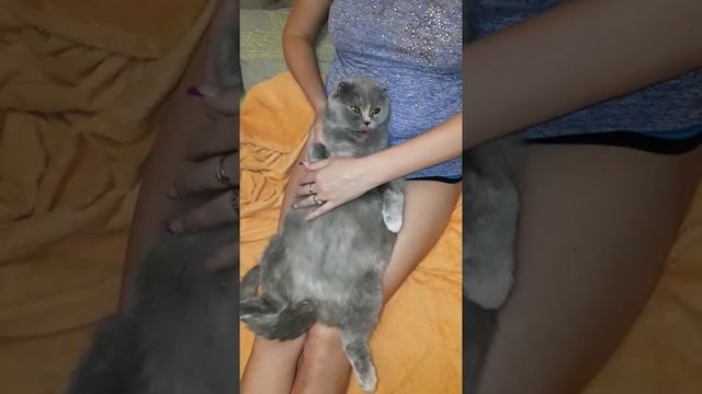 Схватки у кошки смотреть онлайн